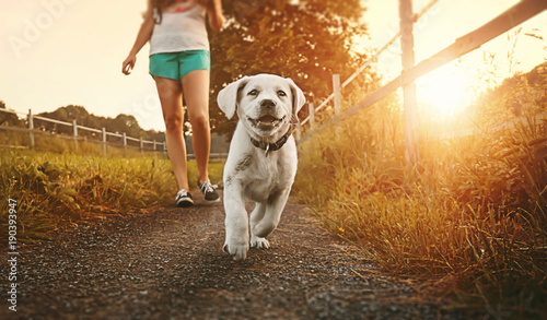 woman goes for walk with young cute labrador retriever dog puppy running and smiling during golden sunset