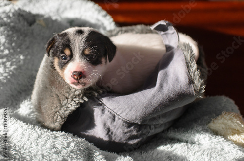 A small puppy, Jack Russell Terrier, opened his eyes for the first time and sees the world on the eyes. The dog is lying on a soft towel. © Rajtar photography