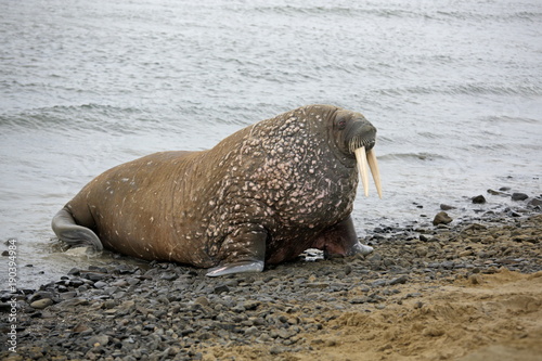 Walrus in the sea 