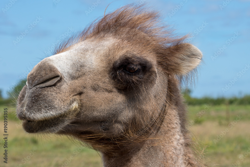 Closeup portrait of a camel head against a blue sky