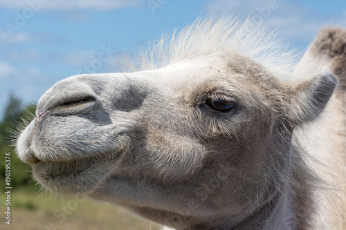 Closeup side portrait of a white camel © Magnus