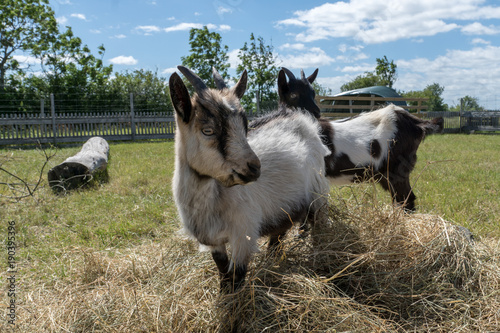 Couple of black and white male goat kiddlings photo