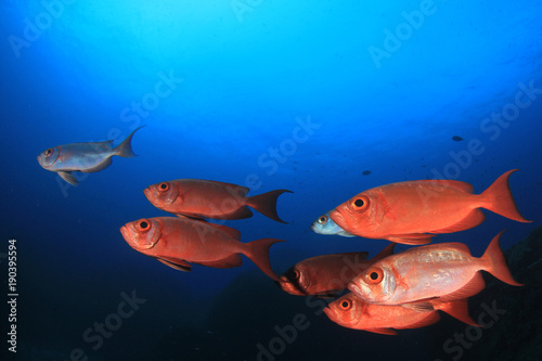 Fototapeta Naklejka Na Ścianę i Meble -  Coral reef and fish underwater