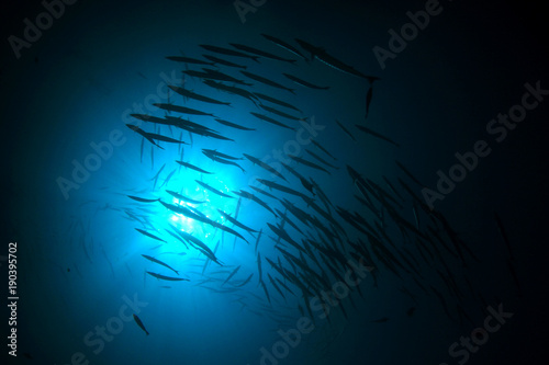 Fish school in ocean. Chevron Barracuda fish © Richard Carey