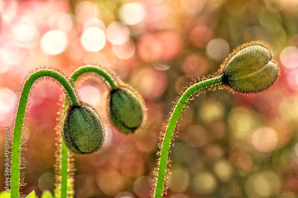 Mohn Mohn