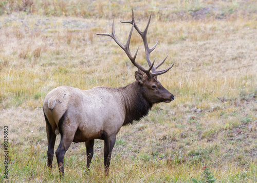 Elk of The Colorado Rocky Mountains - Weathering a Rain Shower © Gary