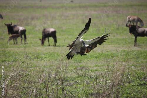 Wild Griffon Vulture Africa savannah Kenya dangerous bird