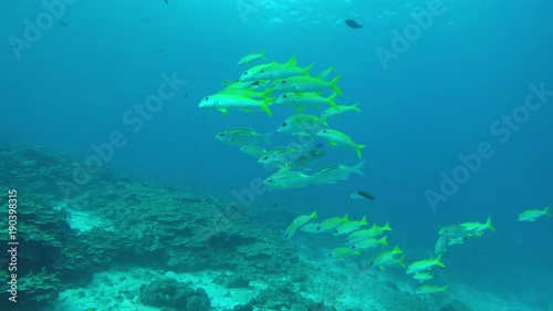 Wallpaper Mural Snapper fish school on coral reef Torontodigital.ca