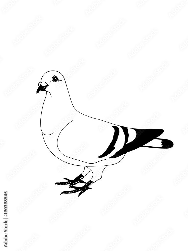 White Pigeon Drawing