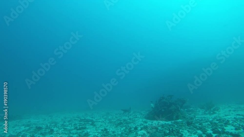 Wallpaper Mural Whitetip Reef Shark Torontodigital.ca