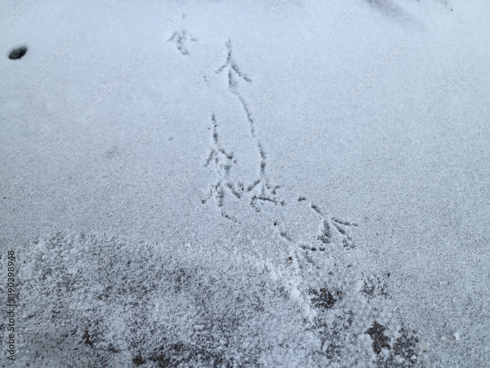 Obraz premium traces of birds in the snow