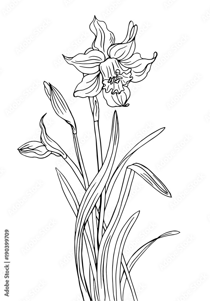 Narcissus with buds and leaves, a contour black and white vector illustration.