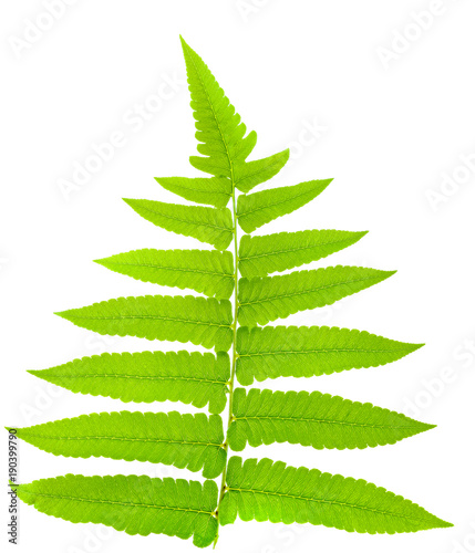 fern leaf isolated on white background photo