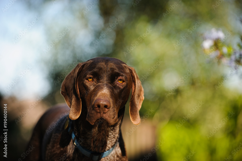 German Shorthair Pointer dog portrait outdoors