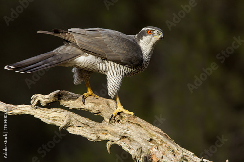 Northern goshawk. Accipiter gentilis