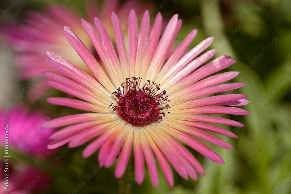 Obraz premium Mittagsblume