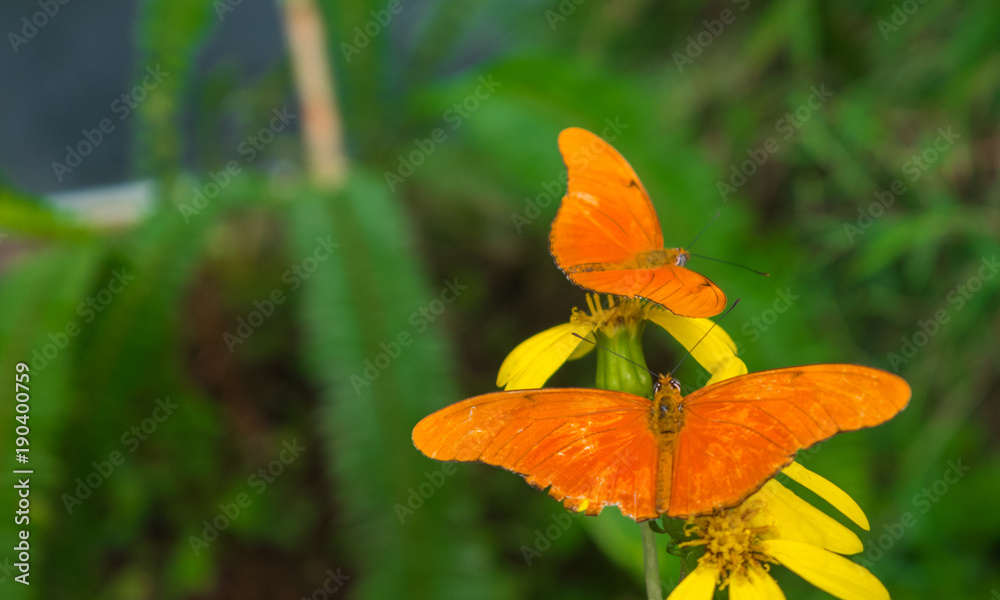 Dryas iulia often commonly called the Julia butterfly, Julia heliconian, the flame, or flambeau Dryas iulia often commonly called the Julia butterfly, Julia heliconian, the flame, or flambeau