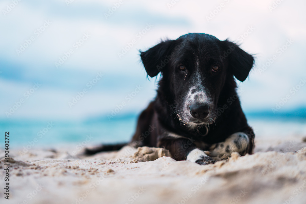 Black dog lying on sand