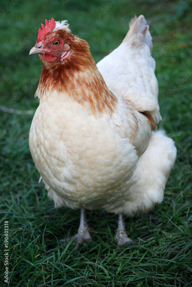 Fototapeta premium Frei laufendes Huhn in Wiese
