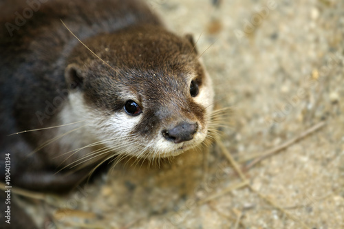 The Asian small-clawed otter also known as the oriental small-clawed otter or simply small-clawed otter, is a semiaquatic mammal native toTropical Forest at South and Southeast Asia. Thailand