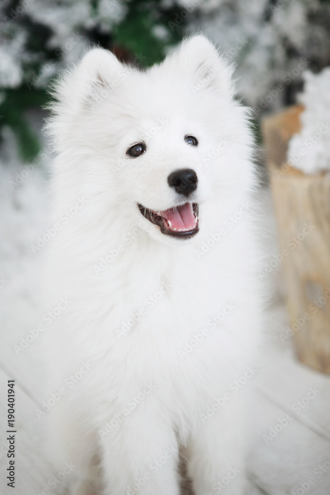 Fototapeta premium Portrait of a soft White Dog