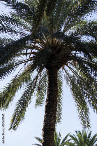 Palme mit blauem Himmel