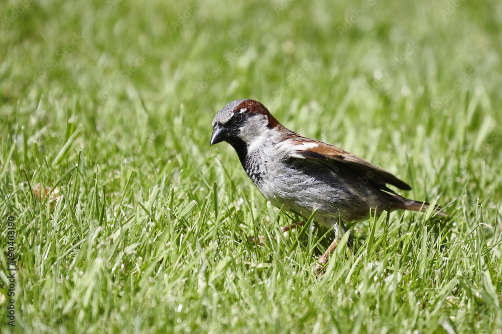 House sparrow House sparrow