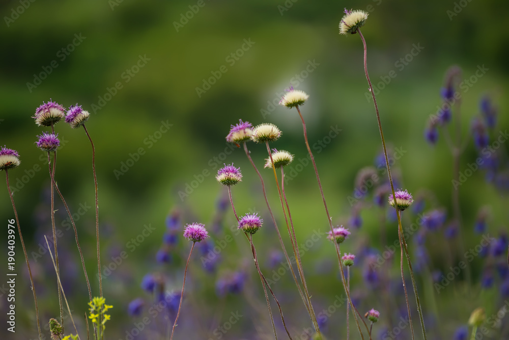 Glade with spring different colors. luxuriant flowering in spring and summer.
Glade with spring different colors. luxuriant flowering in spring and summer.