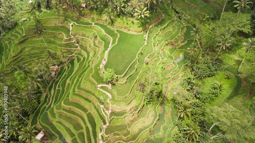 Aerial view of rice terrace field, farmlands. Rice plantation,terrace, agricultural land of farmers. Bali, Indonesia