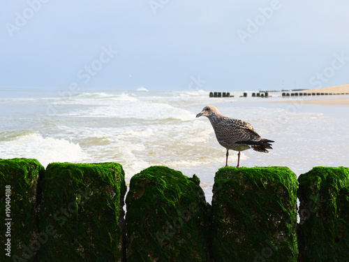 Möwe sitzt auf grün überwachseneer Buhne am Meer photo