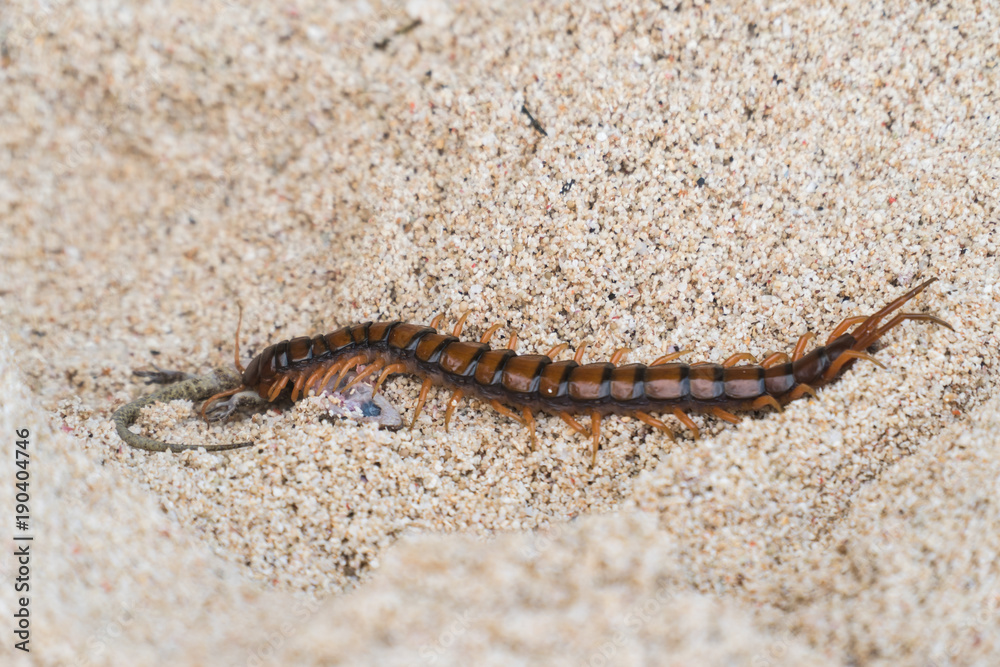 Giant skolopendra, centiped on a sandy beach eating a gecko. Giant red Centipede dangerous animal. Bali, Indonesia. Giant skolopendra, centiped on a sandy beach eating a gecko. Giant red Centipede dangerous animal. Bali, Indonesia.