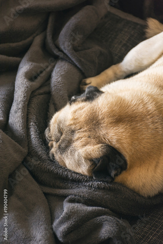 Dog breed Pug sleeping peacefully on the couch