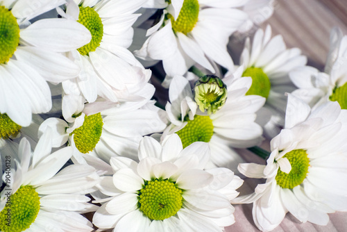 Close-up photo of white flowers on the background of wood