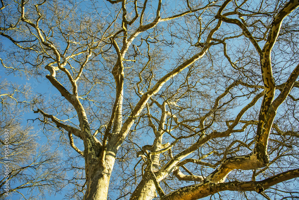 Fototapeta premium Tree without leaves with blue sky for background