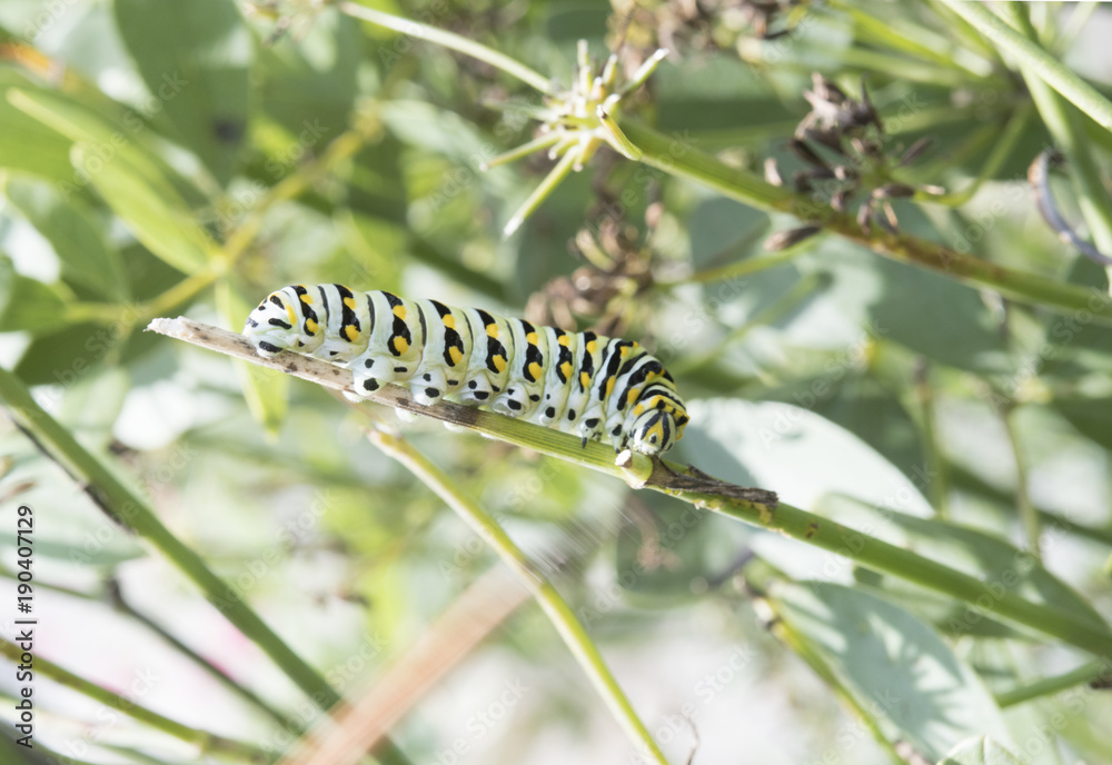 Caterpillars of Northern Virginia