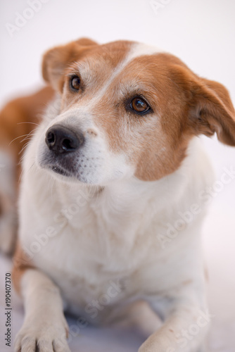 Red and White Mixed Breed Dog