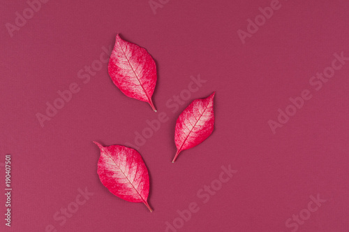 pointsettia leaves on a red background