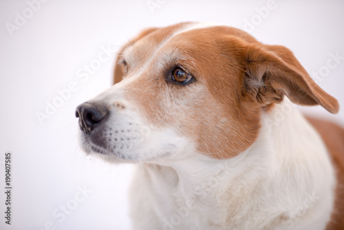 Red and White Mixed Breed Dog