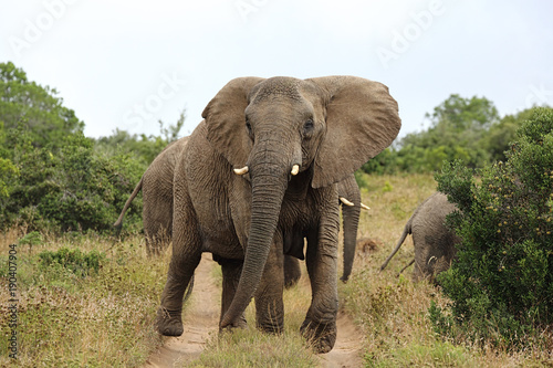Elefantenkuh in Drohgebärde