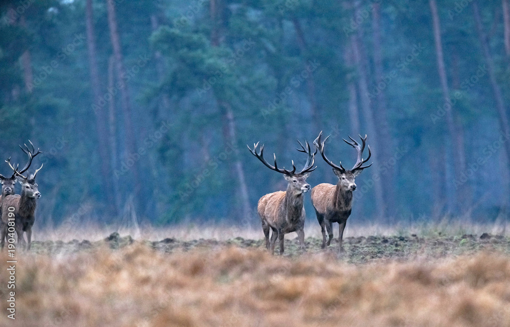 Obraz Group of red deer stag running over forest field.