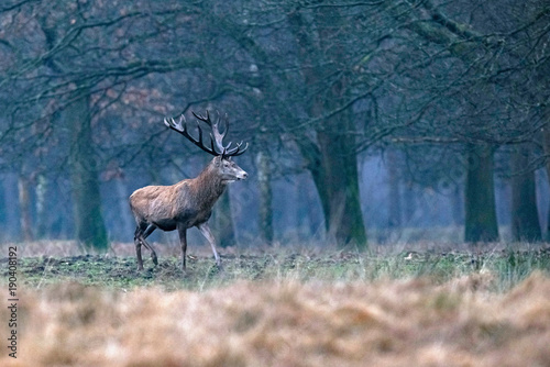 Red deer stag in meadow at edge of winter deciduous forest. © ysbrandcosijn