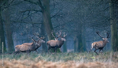 Herd of red deer stag walking from field into winter forest.