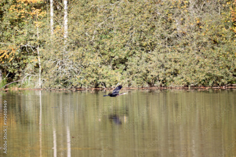 Cormorant flying close to water surface Cormorant flying close to water surface