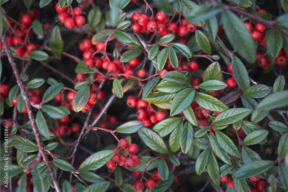 Cotoneaster salicifolius fruits