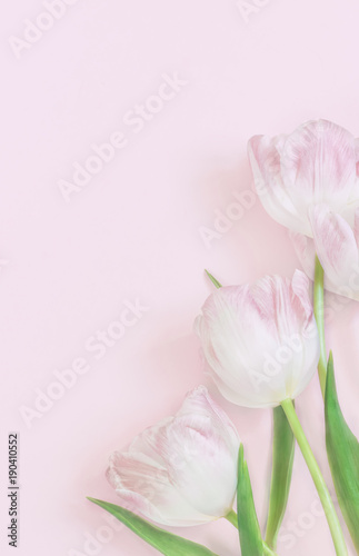 Blank greeting card with pink tulips on pink background, top view, mock up. Vertical format