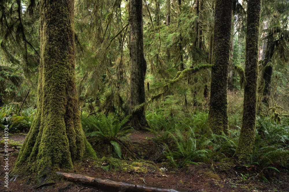 Rain Forest, Quinault Valley, Washington