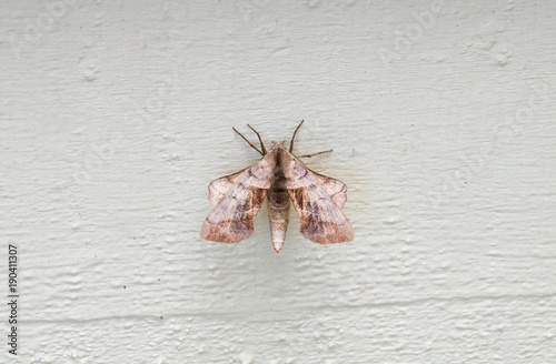 Moth on white wood