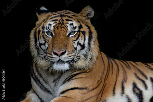 Close-up bengal tiger and black background.