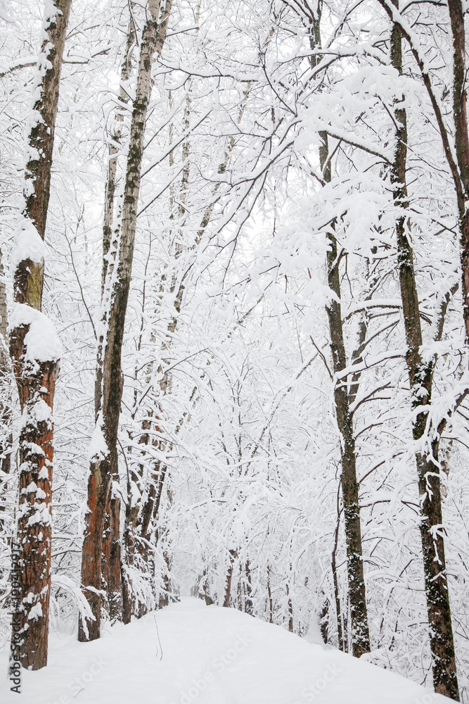 Fototapeta premium tunnel of snowy trees in the forest