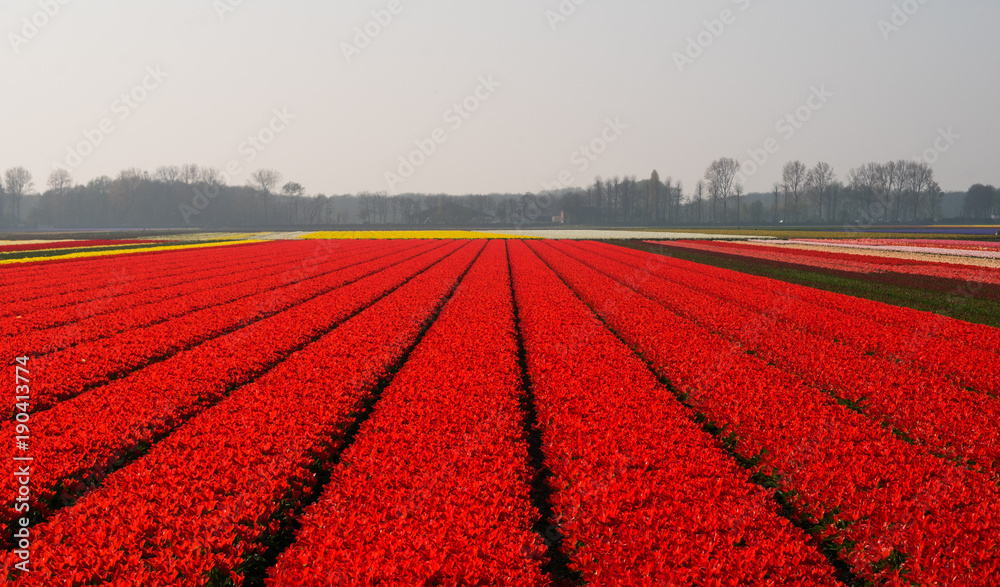 The tulip fields on a beautiful sunny Holland Netherlands day.